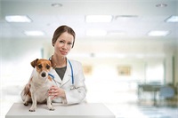 Обзор ветеринарных клиник в Молдове